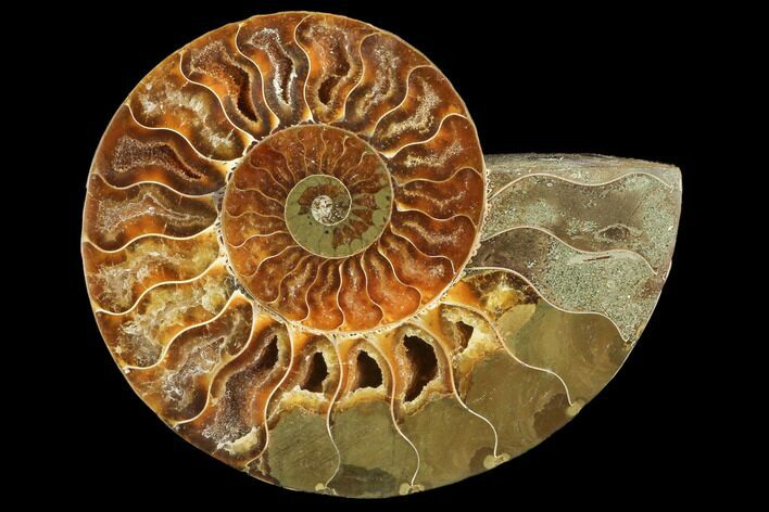 Agatized Ammonite Fossil (Half) - Madagascar #103097